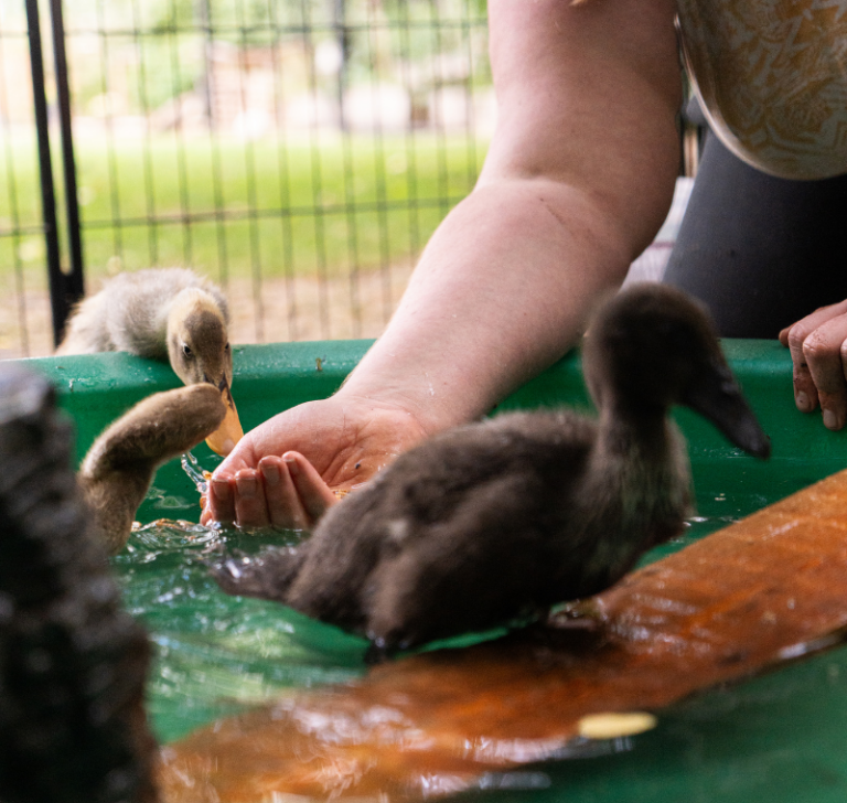 Eendjes gaan zwemmen
