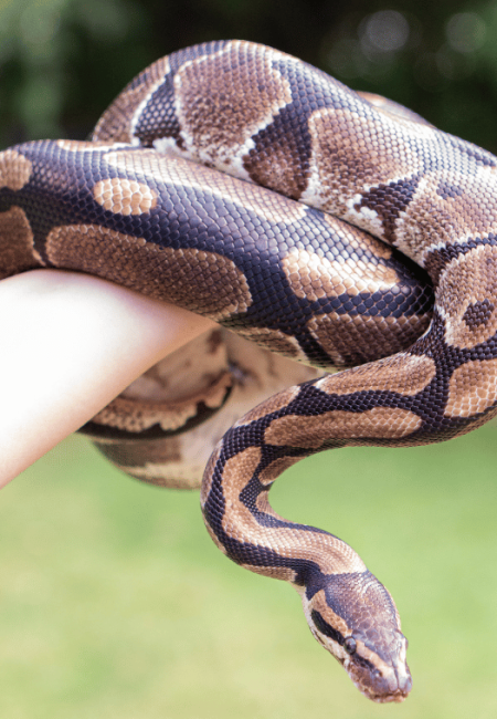 Knuffelen met de slang